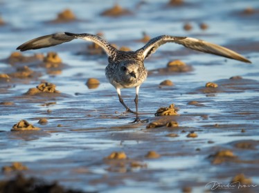 Grey Plover on runway for take off