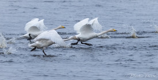 Two adult and one juvenile Whooper Swans on take off.