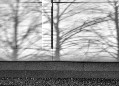 Shadows 3 trees on the wall