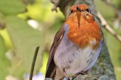 Robin in Kilkenny Castle grounds