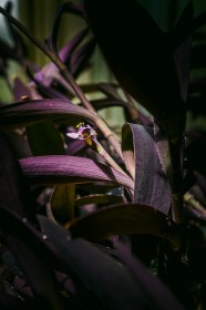 Purple flower - National Botanic Gardens - Dublin Ireland