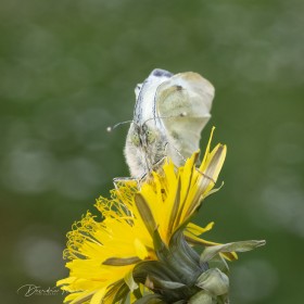 Cryptic Wood White Butterfly