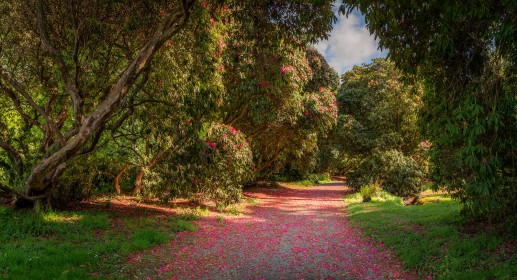 The Rhododendron Path