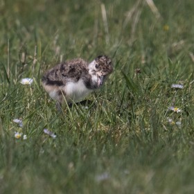 Lapwing chick- a little dot in a very large field. County Mayo, West of Ireland