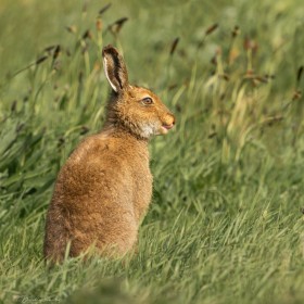 Hare- Looking forward to breakfast