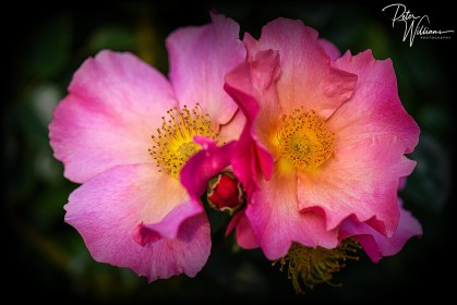 "A Beautiful Rose" - Windyridge