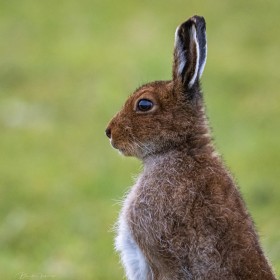 Wild Hare, County Mayo, West of Ireland