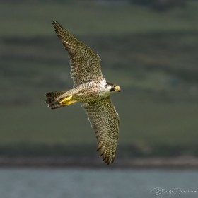 Peregrine Falcon hunting- County Mayo, West of Ireland - 1 of 3