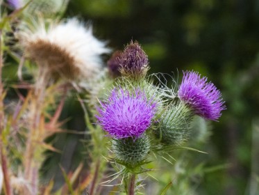 Colourful Thistle