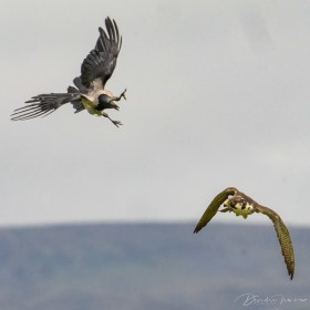 Crow (Corvus cornix) vs Peregrine Falcon. County Mayo, West of Ireland- 2 of 3