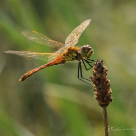 Dragonfly- The Netherlands
