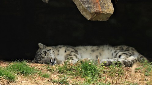 Snow Leopard Sleeps in Dublin Zoo