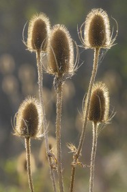 Thistle heads
