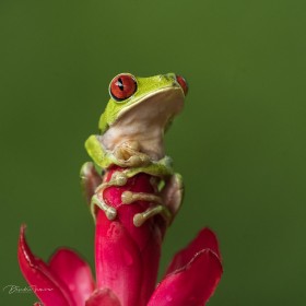 Wild Red-eyed Tree Frog- Costa Rica
