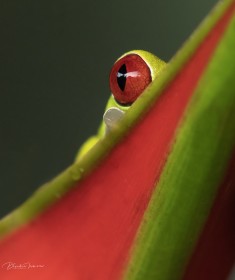 Wild Red-eyed tree frog
