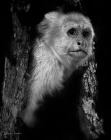 Wild white-faced Capuchin Monkey, Costa Rica.