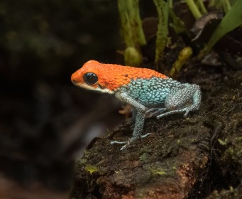 Wild Frog Costa Rica- Macro image