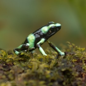 Wild Green and Black Poison Dart Frog -Dendrobates auratus