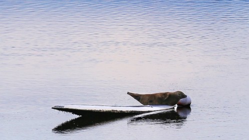 Seal lying on a surf board fixed position in Dungarvan Co. Waterford