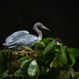 Little-blue Heron, Costa Rica