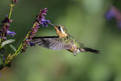 Hummingbird,  Purple-throated Mountain-Gem (female)