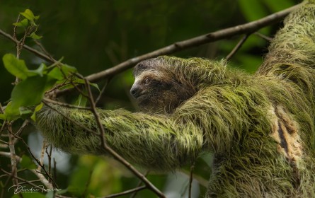 Brown-throated three-toed Sloth, Costa Rica