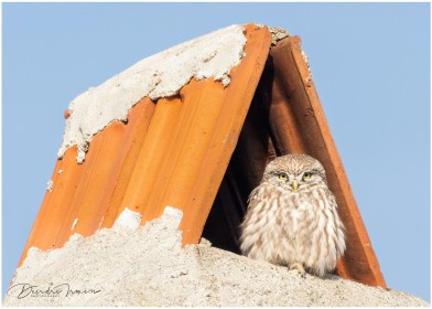 Little Owl on top of chimney stack in little village, Bulgaria. Architectural Wildlife!