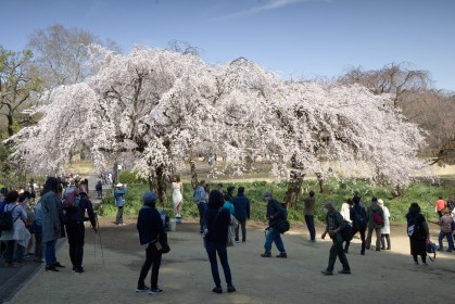 Under the Cherry Blossoms - Tokyo