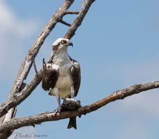Osprey collecting fish for nest