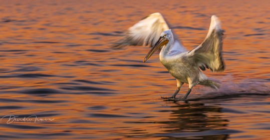 Dalmation Pelican at sunset