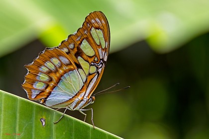 Butterfly-8