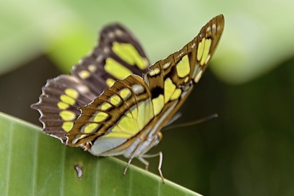 Butterfly-9