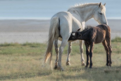 Mare and foal-