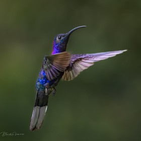 Violet sabrewing Hummingbird, Costa Rica