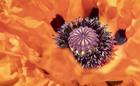 Poppies are definitely made of stardust
