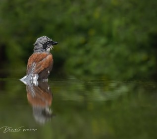 Male Red-backed Shrike bathing