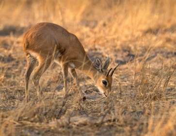 Steenbok (aka Steenbuck), Botswana, Africa