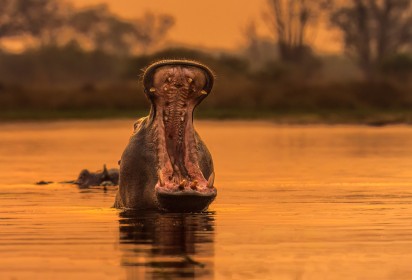 A very scary hungry Hippo, Botswana, Africa