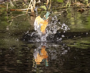 Kingfisher hunting 2: extraction