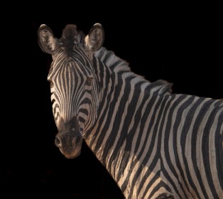 Zebra, Botswana, Africa