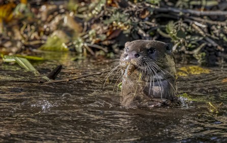 Otter with catch