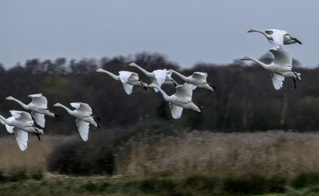 Whooper Swans, late afternoon arrivals.