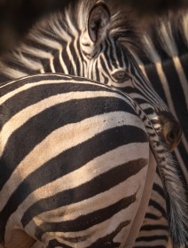 Zebra patterns, Botswana