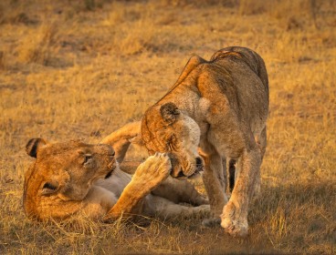 Lionesses in Botswana