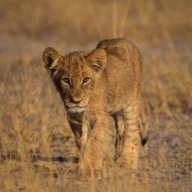 Lion Cub, Botswana