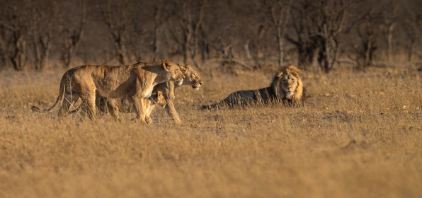 The Lion Pride, Botswana