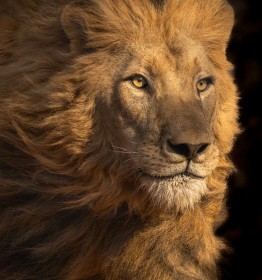 Portrait of a Lion, Botswana