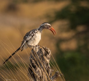 Red-billed Hornbill, Botswana