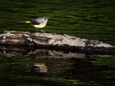 Grey wagtail on the Dodder