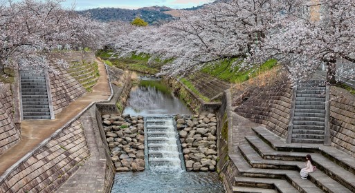Remembering Japan - Cherry Blossoms